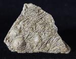 Tentaculites sp. SCHLOTHEIM 1820 - Bild © FossNet FossilienStore